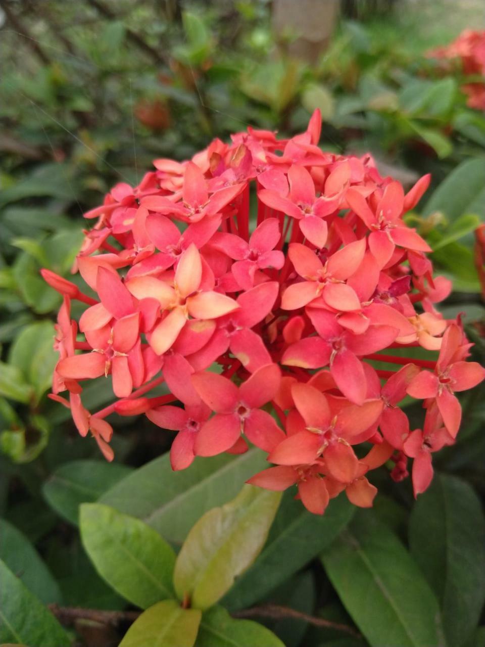Chaiti Eco Homestay- Santiniketan 볼푸르 외부 사진