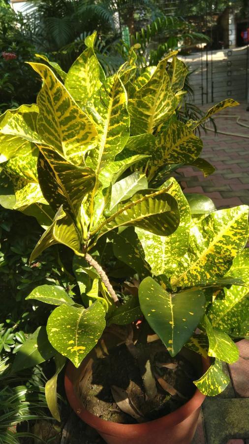 Chaiti Eco Homestay- Santiniketan 볼푸르 외부 사진